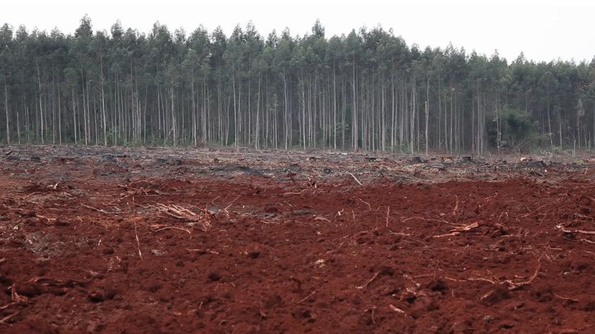 Roja Tierra Nuestra: La lucha de los campesinos de Piray, Argentina, contra la Forestal Arauco