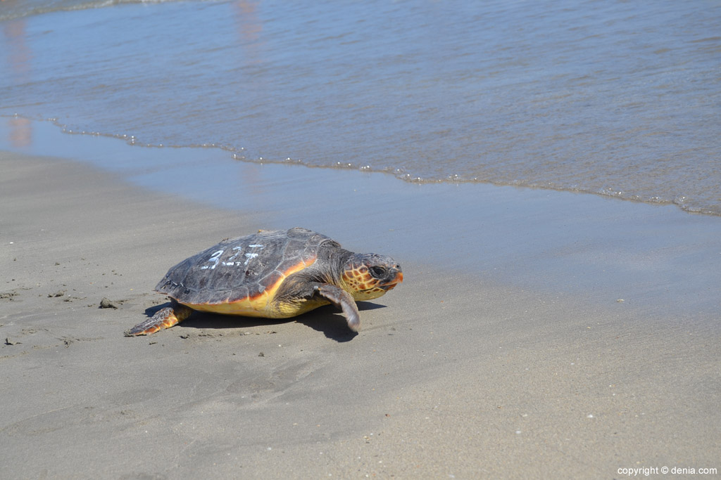 Tortuga muere ahorcada por un desperdicio dejado por turistas en una playa (+FOTOS)