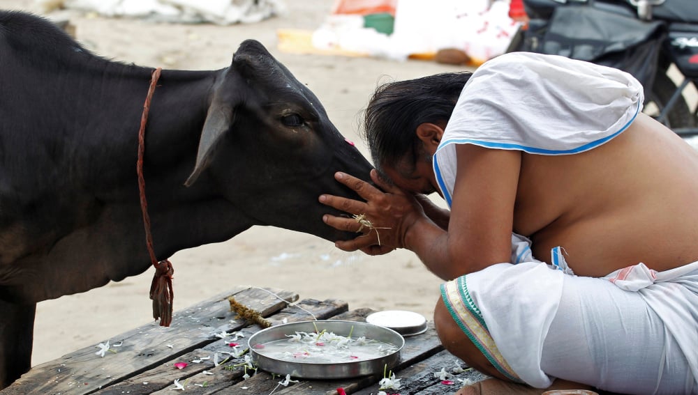Los animales en la India tendrán los mismos derechos que los seres humanos