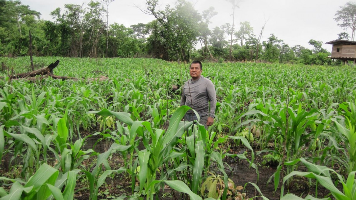 Indígenas panameños fortalecen sus sistemas agroalimentarios tradicionales