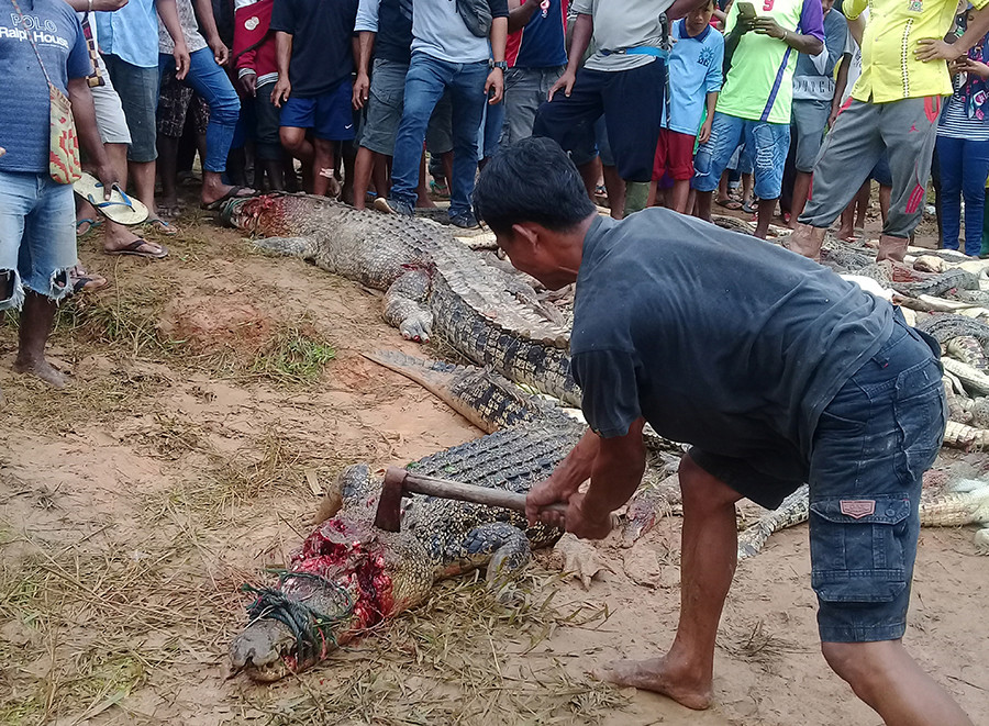 Masacre animal: asesinan a 292 cocodrilos por venganza en Indonesia