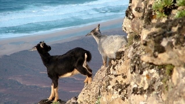 Piden deterner matanza de cabras en Gran Canaria (+Video)