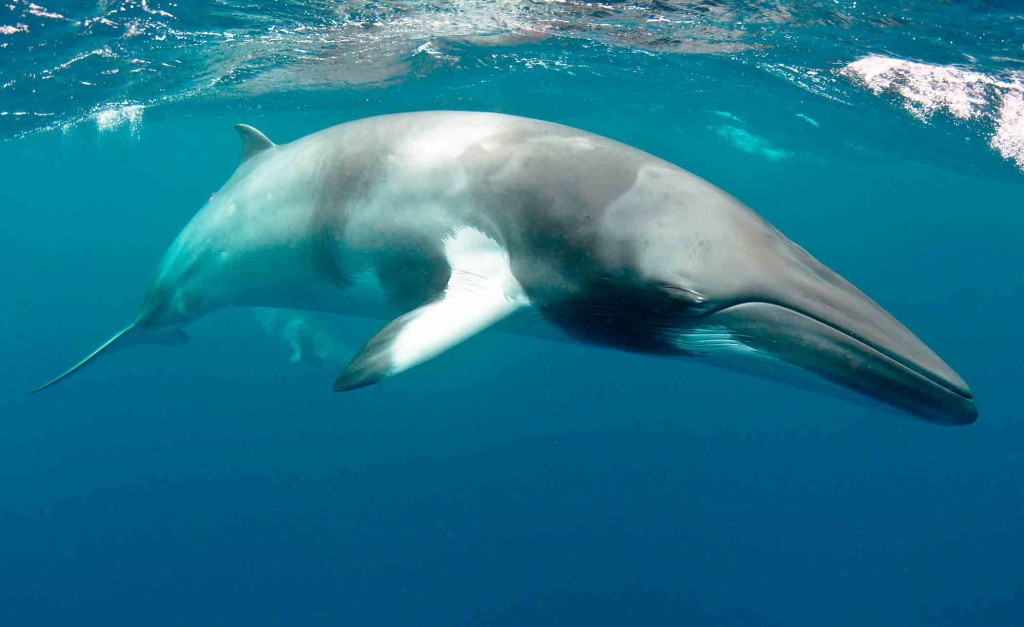 Islandia cerrará su industria de ballenas minke