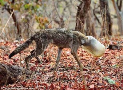(Video+fotos) Rescatan a un lobo con la cabeza atrapada en un recipiente plástico