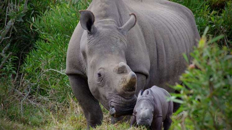 Sudáfrica: matan a una rinoceronte blanca por un centímetro de cuerno