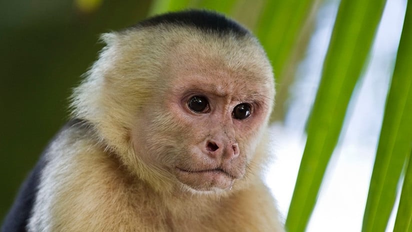 Monos capuchinos panameños inician su propia Edad de Piedra (+VIDEO)