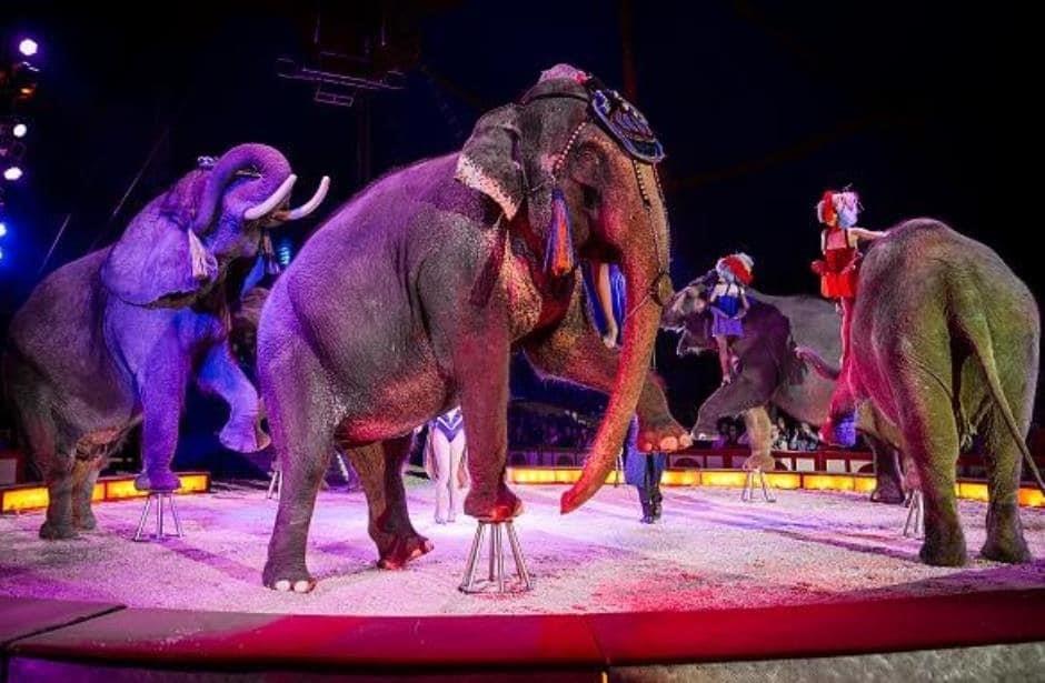 Solicitan a gobiernos del mundo prohibir el uso de animales salvajes en circos