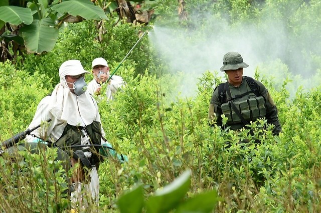 Colombia busca avanzar en la eliminación de cultivos ilícitos