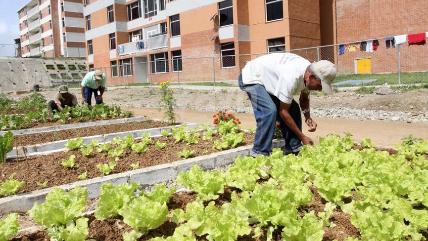Conuqueros venezolanos recibieron insumos para la producción de rubros vegetales