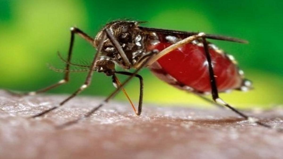 Científicos brasileños descubren un bloqueador del virus del Zika