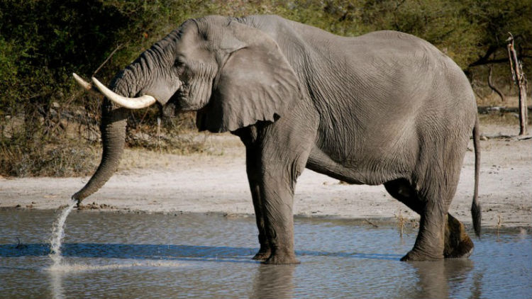 Un elefante ataca una lancha con turistas en África
