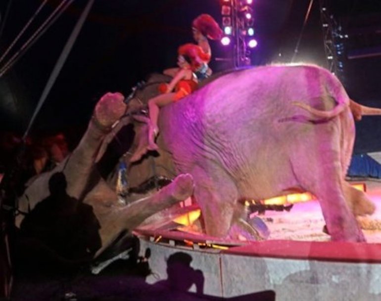 Elefante es empujado contra el público en pleno acto circense