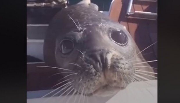Una foca se escapa de una manada de orcas hambrientas (+VIDEO)