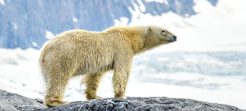 Daños del Turismo en espacios silvestres: Trabajadores de un crucero dan muerte a un oso polar