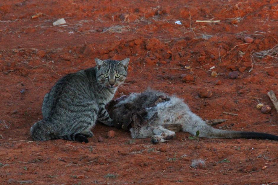 Australia crea un muro contra los gatos salvajes