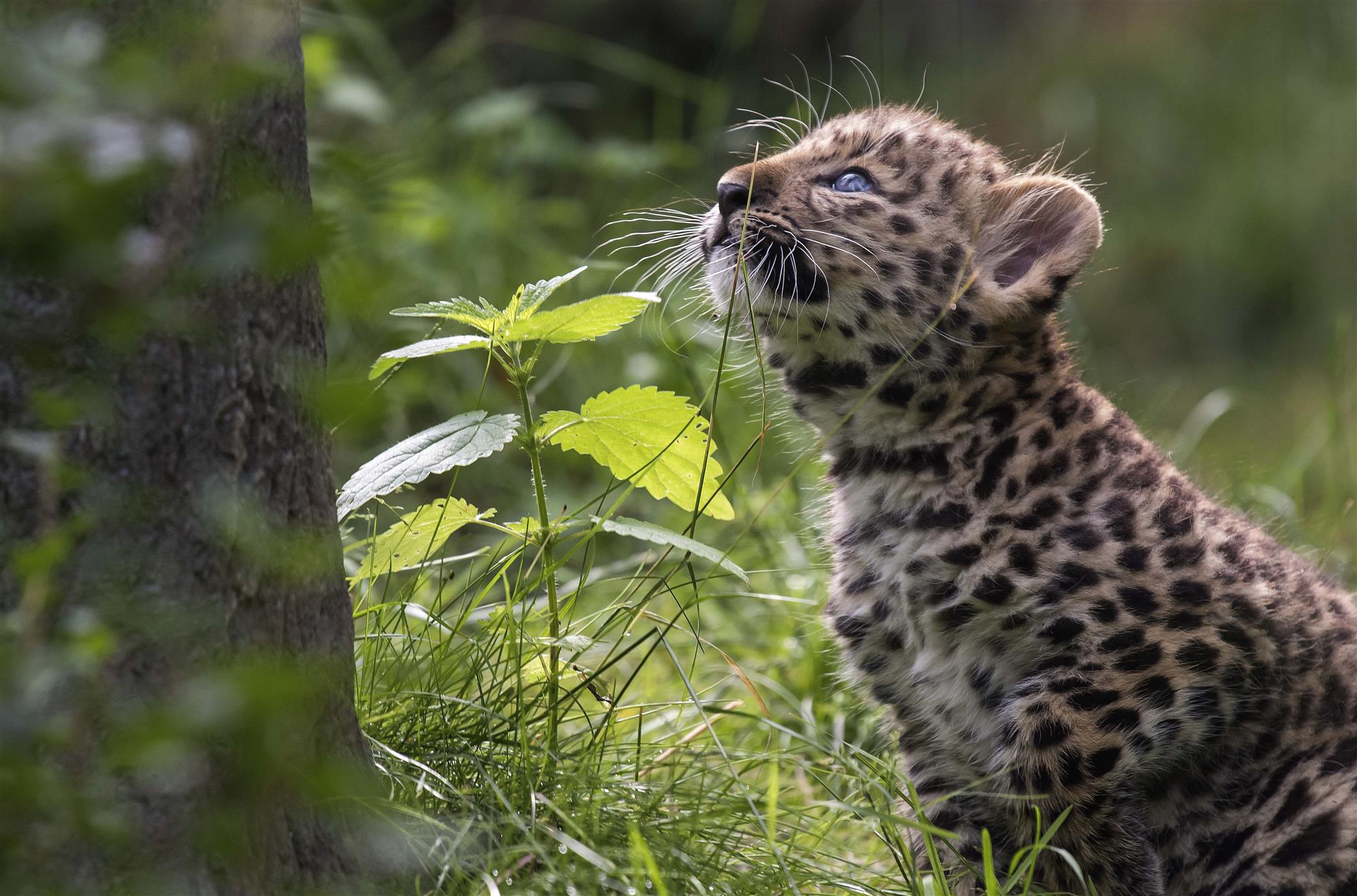 Nacen dos leopardos del Amur en cautiverio por primera vez en 60 años