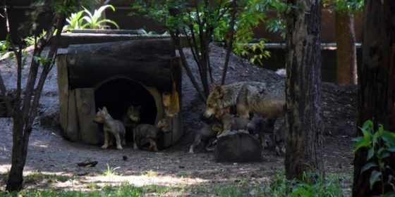 (+Video) Lobitos grises Méxicanos en cautiverio endulzan los corazones