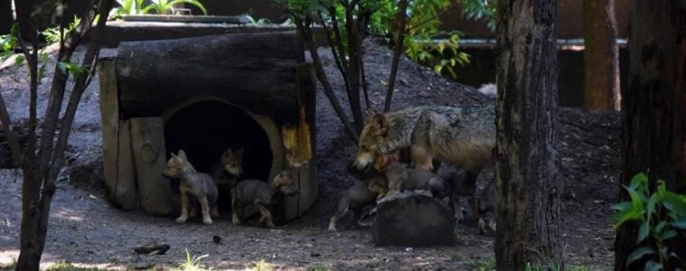 lobos