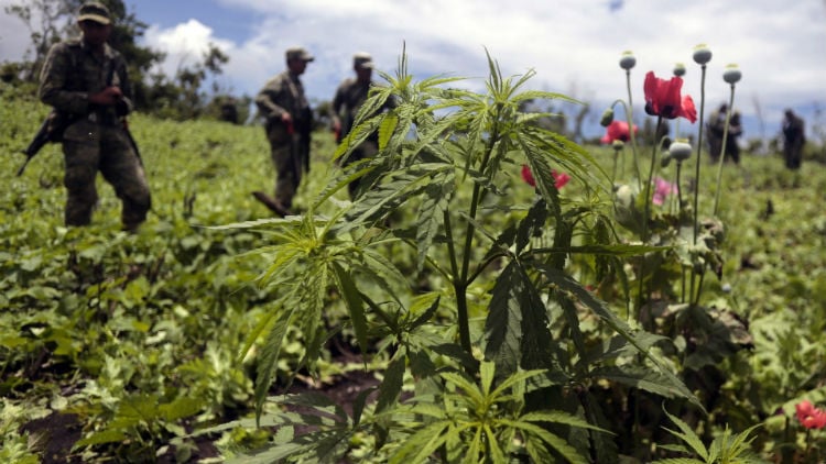 México evalúa despenalizar las drogas para combatir la violencia