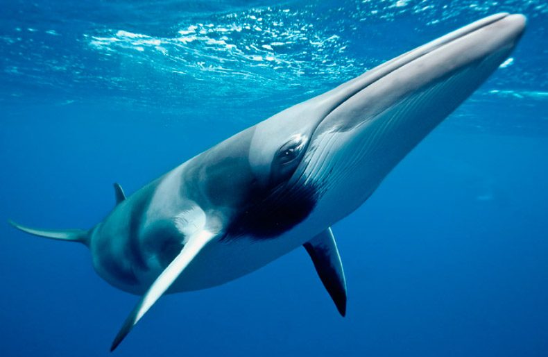 Japón quiere restablecer la caza comercial de ballenas