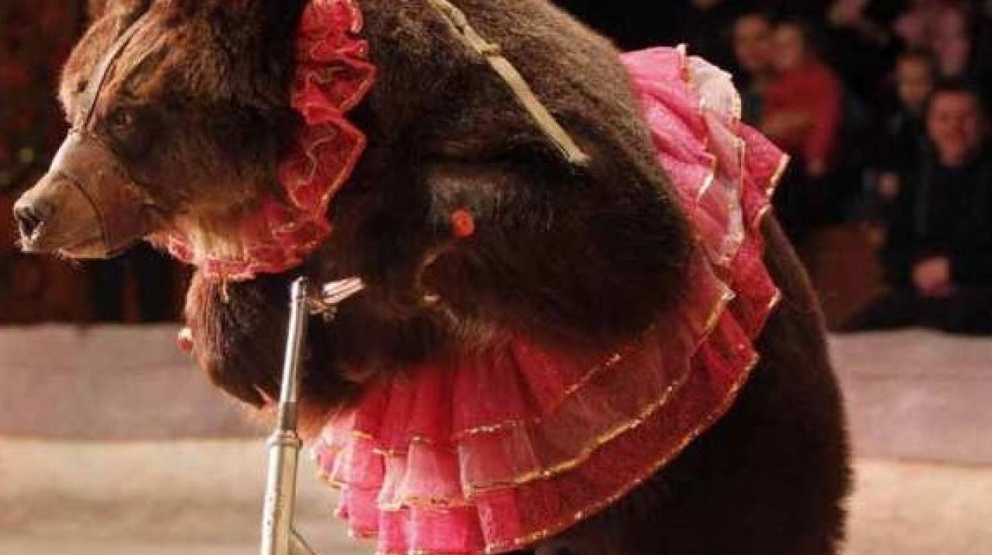 Comunidad española le dice NO a los circos con animales