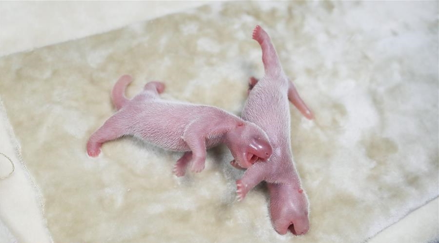 ¡Una ternura! Nacieron crías gemelas de oso panda en China (+Fotos)