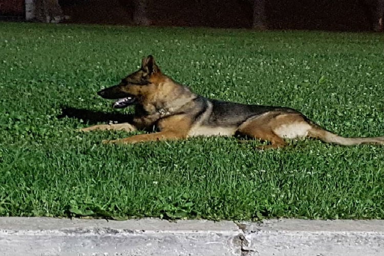 (+Fotos) Indignación: Envenenan al perro heroico que salvó vidas tras terremotos en Italia