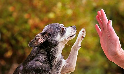 Todo lo que debes saber si tu perro ya está viejito