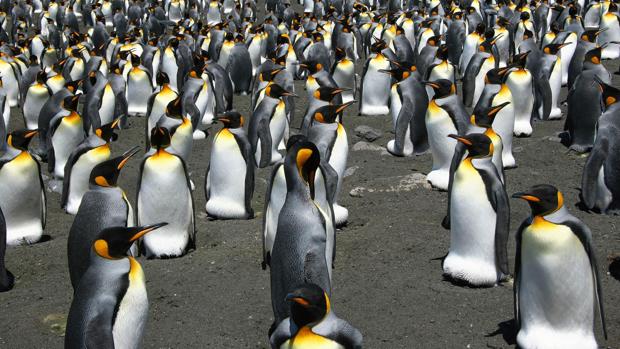 ¡Alerta! Pingüinos rey a punto de desaparecer