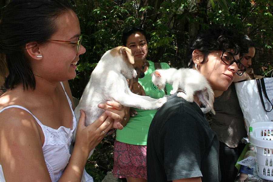 Activistas cubanos promueven derechos de los animales en la nueva Constitución