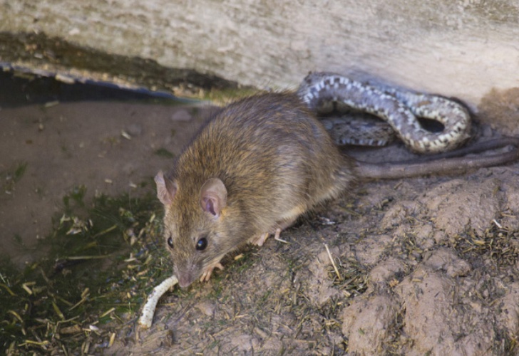 (+Video) Pelea entre rata y serpiente con extraño desenlace
