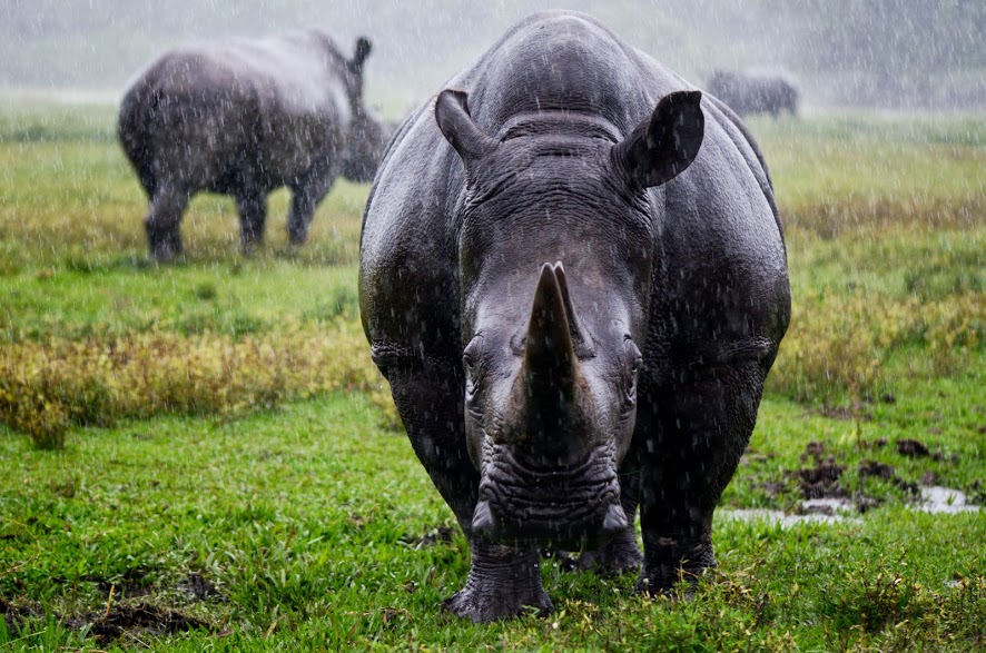 Trasladan a 11 rinocerontes para salvarles la vida y 10 mueren por beber agua salada