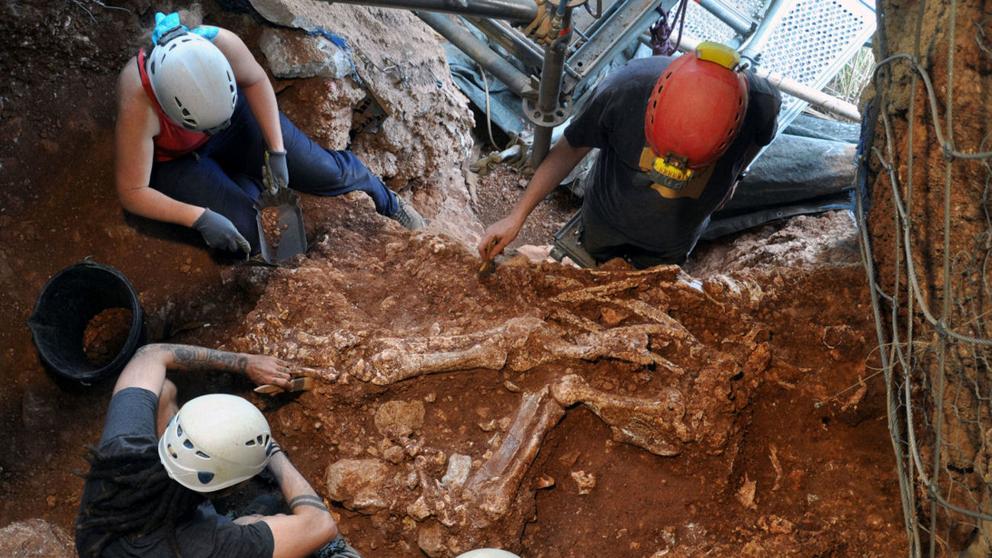 Esqueleto de un rinoceronte extinto hace 160 mil años apareció en España