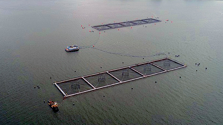 Tribunal Ambiental ordena paralización del centro de engorda de salmones de Marine Harvest en Calbuco