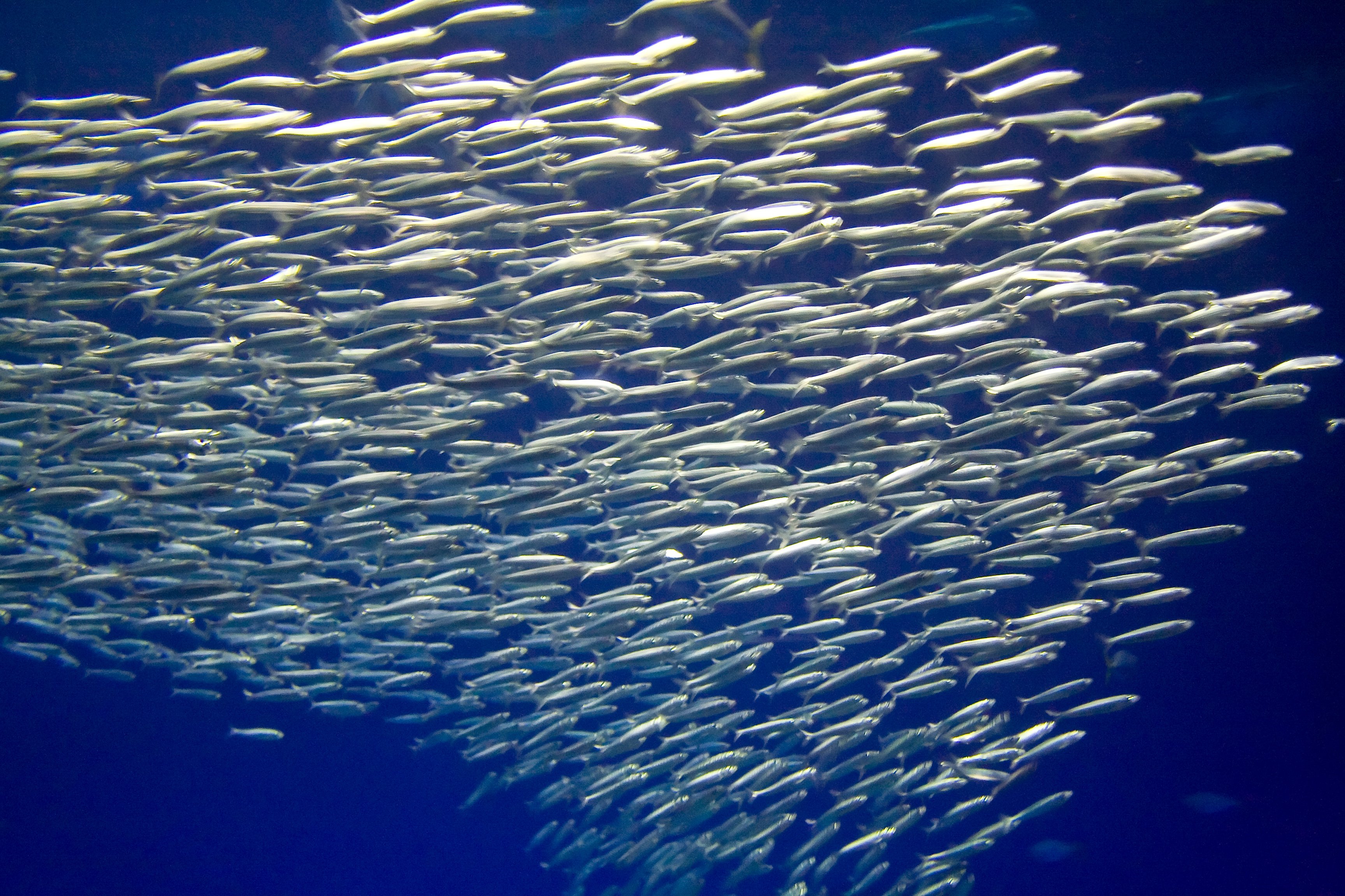 (+Video) Miles de sardinas invaden un barco en China