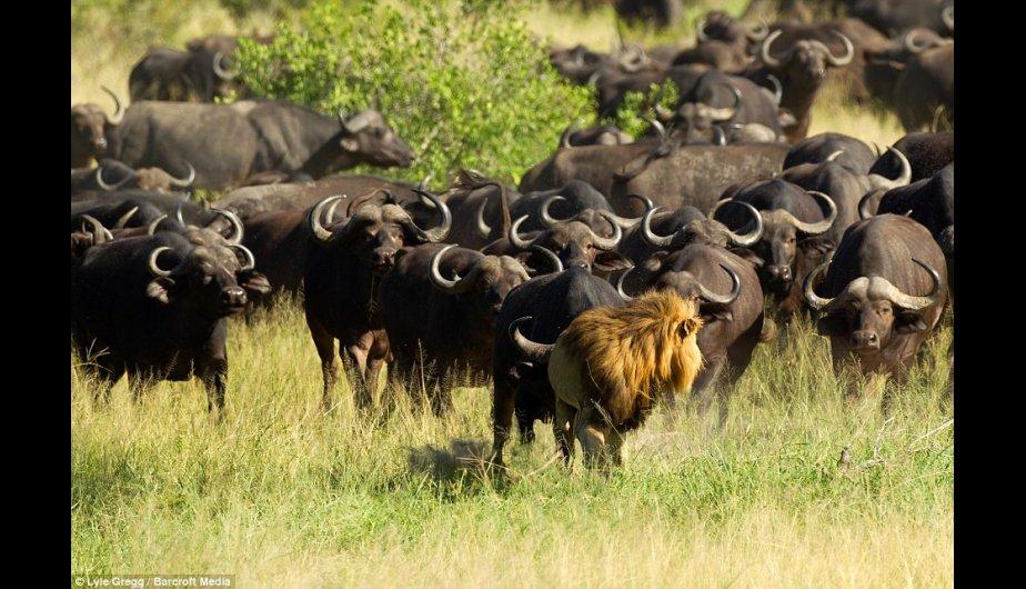 Leones salen ileso de la venganza de los búfalos (+Vídeo)