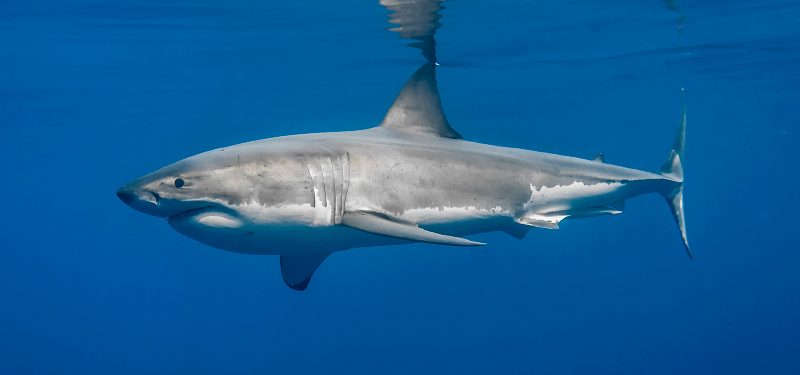 Tiburón blanco visto luego de cuarenta años