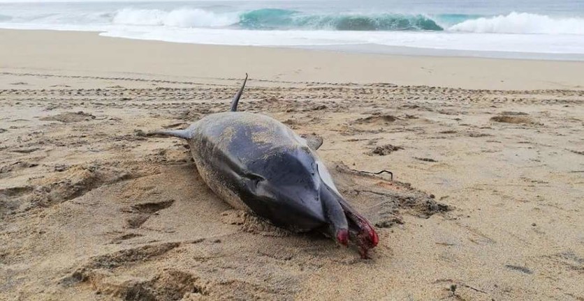 (Fotos) Muere delfín asfixiado por un pañal desechable en playa de México