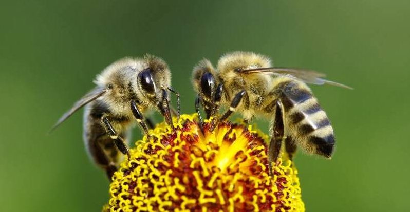 (Video) México celebró su primer Día nacional de las abejas