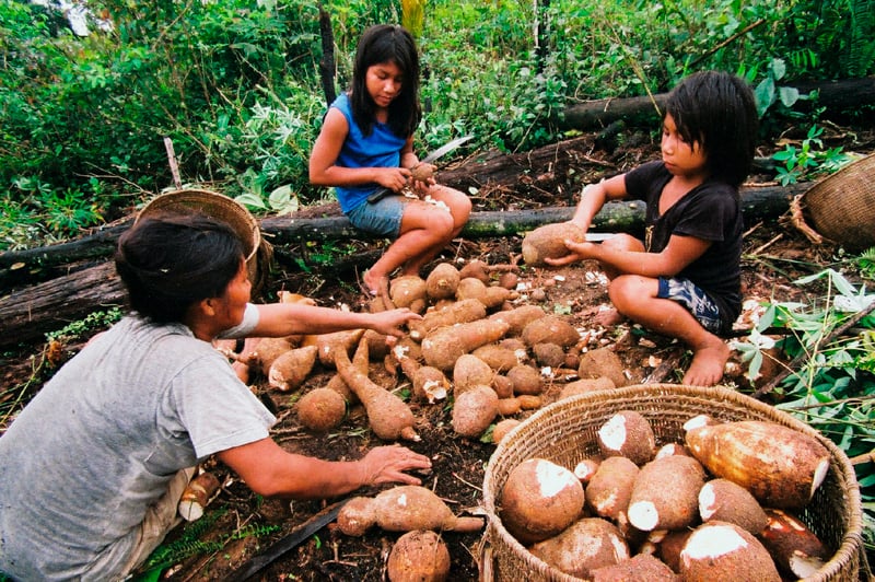 Indígenas del Amazonas cultivan con agricultura sustentable (+VIDEOS)