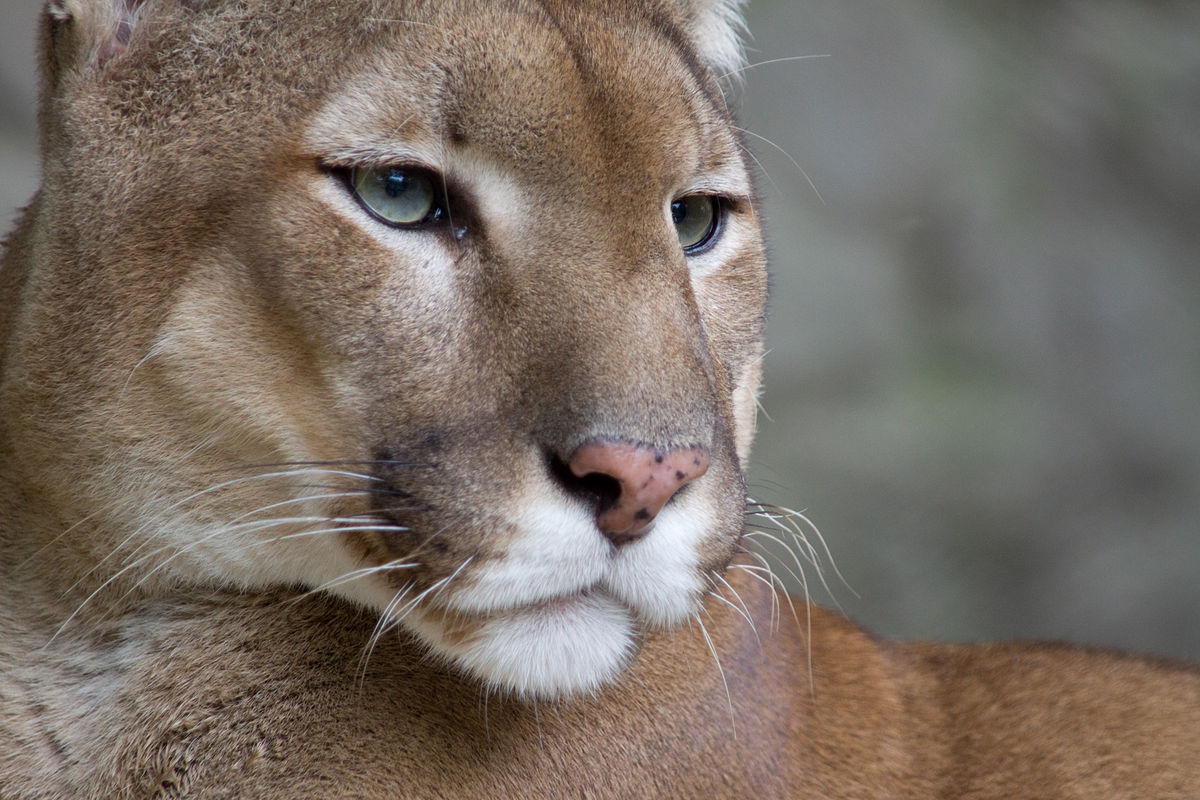 Científicos descubren que la peste mata silenciosamente a los pumas de Yellowstone