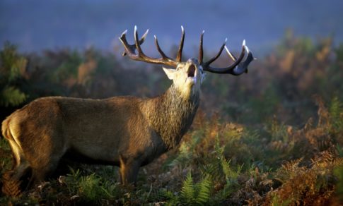 Montaña palentina es un refugio de especies salvajes en estado natural (+video)