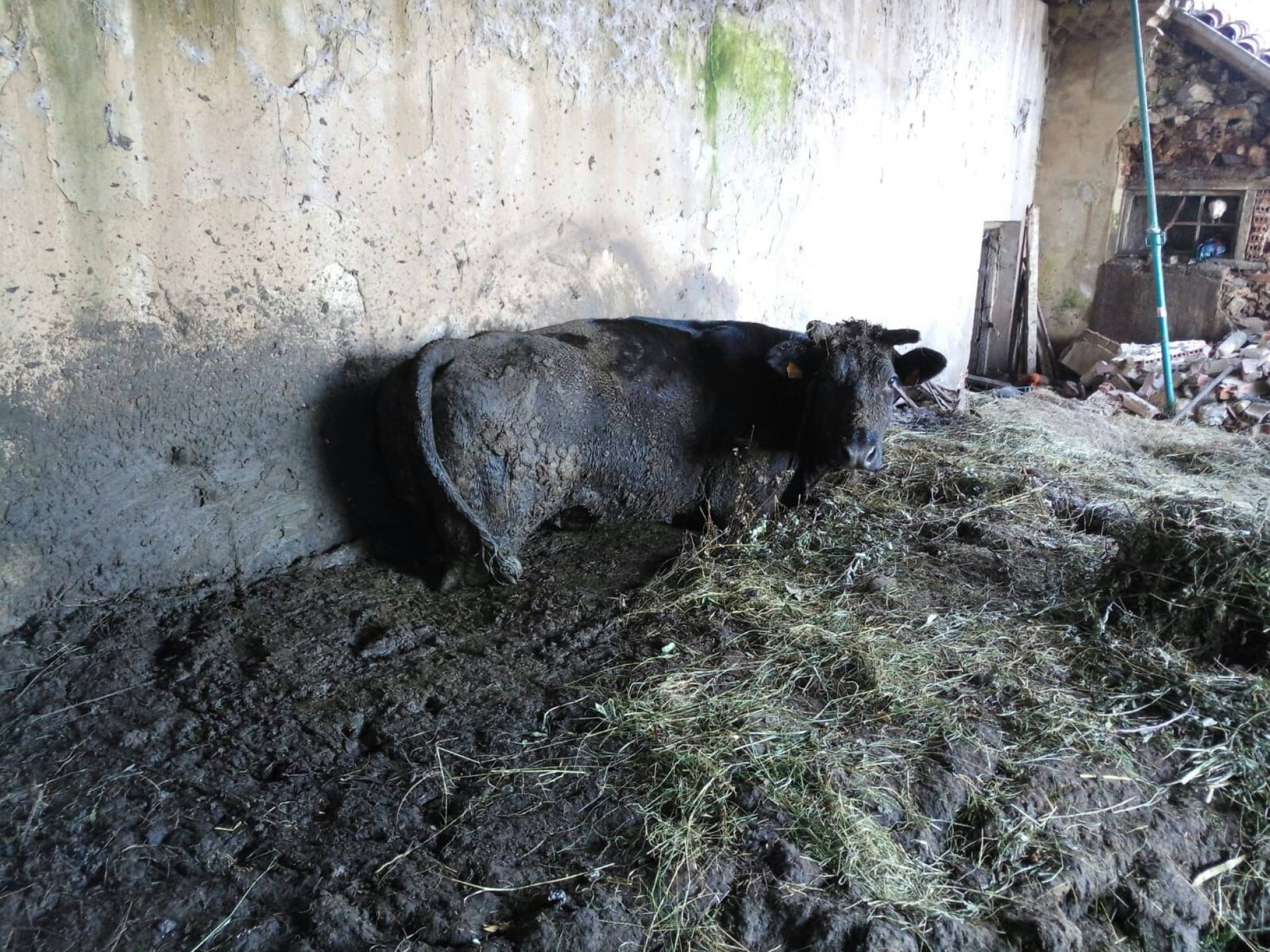 Dos ancianos asturianos fueron acusados de maltrato a 200 animales en una granja