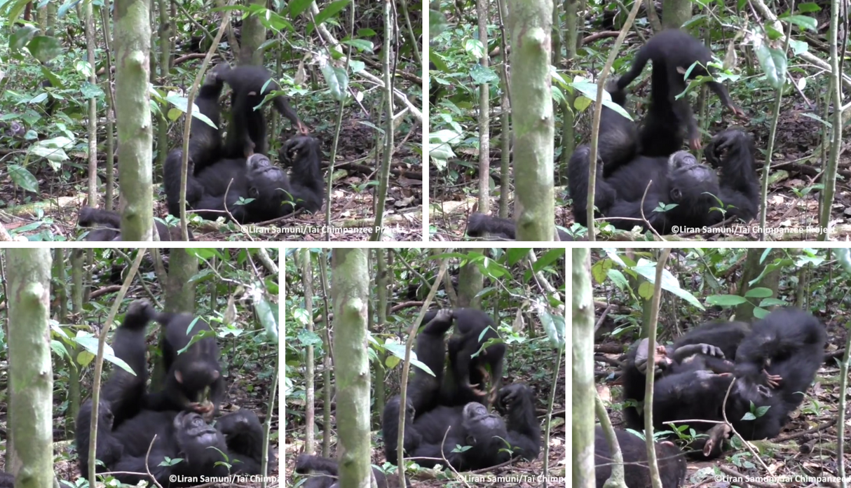 (Video) Un chimpancé juega a hacer el avión con su pequeña cría