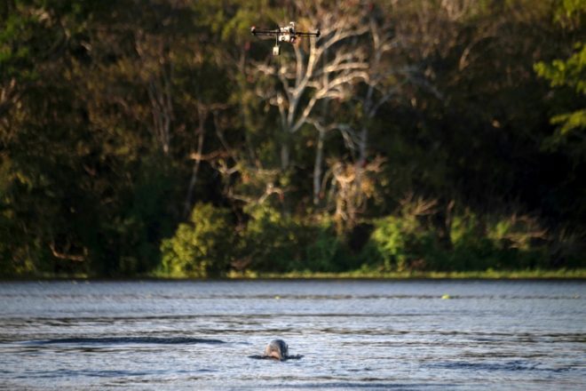 Emplean drones en actividades de preservación de delfines en Amazonas