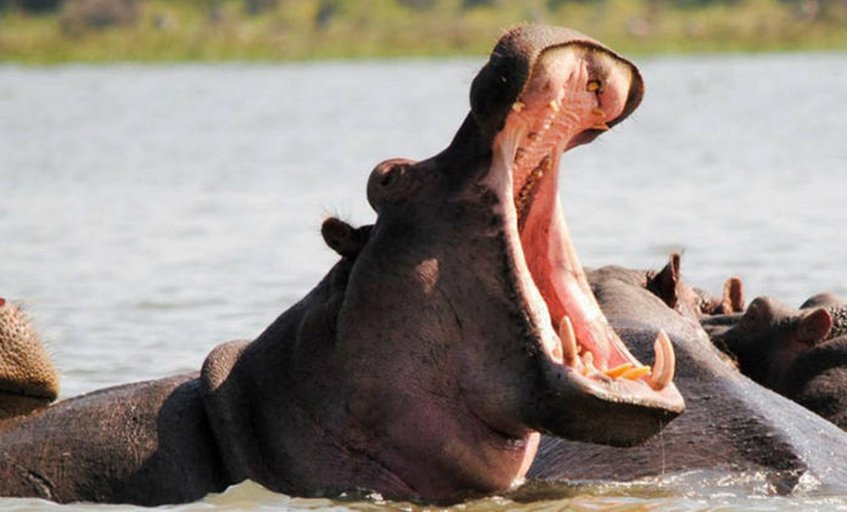 Hipopótamos atacan de nuevo: Turista chino fallece luego de brutal agresión y otro sufre graves heridas