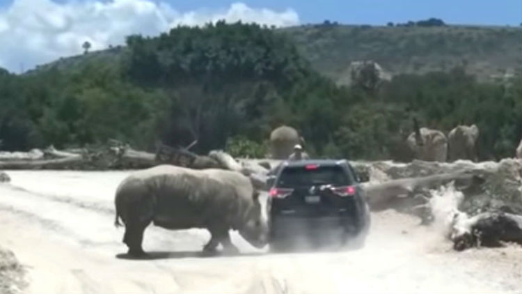 (+Video) Un rinoceronte ataca sin piedad a un auto en un parque mexicano