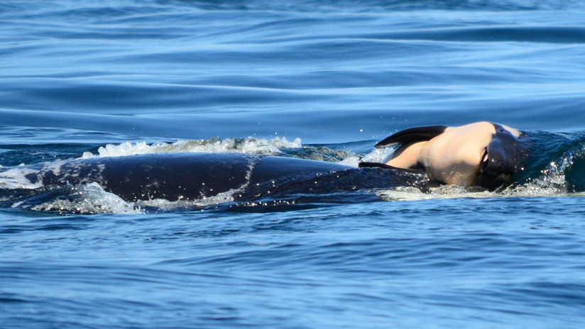 (Foto) Una ballena orca lleva 17 días con su cría muerta sobre el lomo