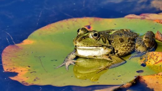 anfibios