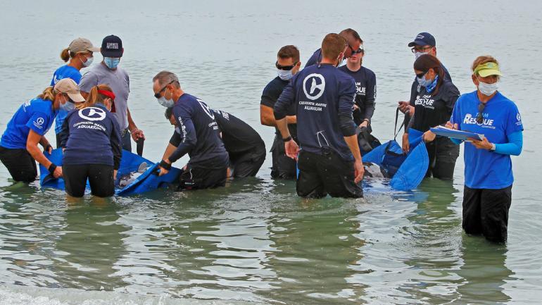 Dos orcas pigmeas fueron rescatadas en aguas del Golfo de México